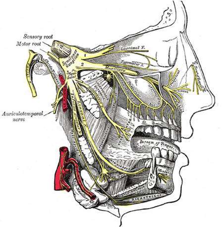 Les trois branches du nerf trijumeau. 1: nerf ophtalmique, 2 : nerf maxillaire, 3 : nerf mandibulaire. Lithographie de Gray's anatomy. Source : Wikimedia Commons.