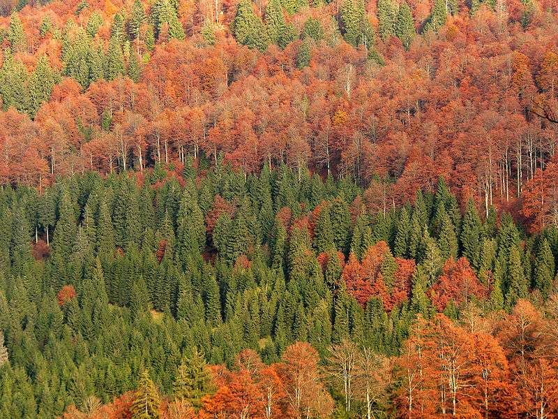 Italie : Forêt de Cansiglio Italie : Forêt de Cansiglio