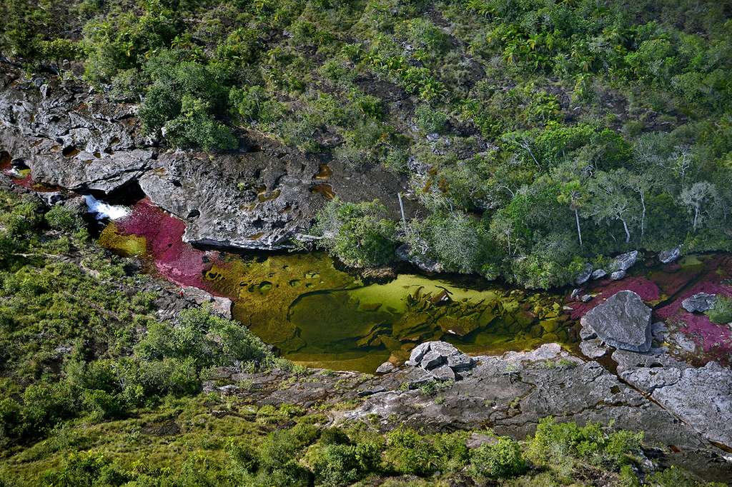 Caño Cristales ou « l’arc-en-ciel liquide » Caño Cristales ou « l’arc-en-ciel liquide »