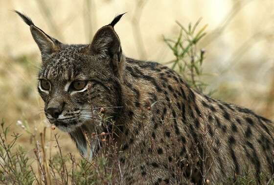 Lynx ibérique. © Programa de Conservacion Ex-situ del lince iberico - Creative Commons Attribution 2.5 generic license