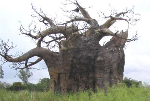 Baobab (Adansonia digitata) durant la période sèche (Sénégal). © T. Diagne - Reproduction et utilisation interdites
