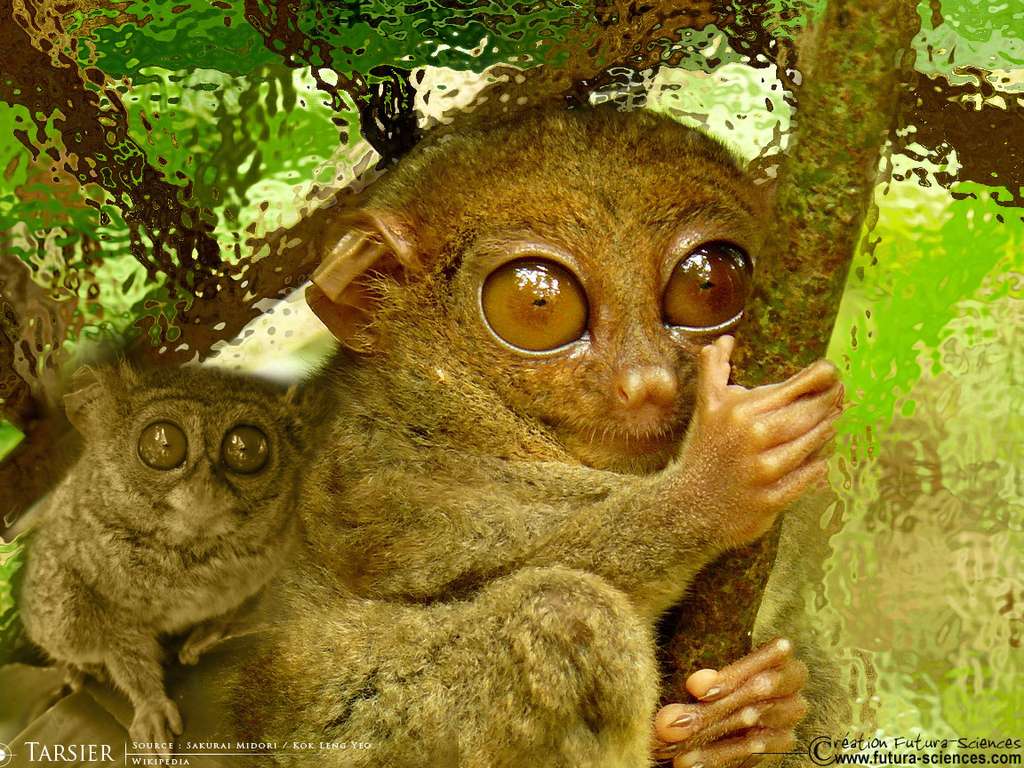 Tarsier Tarsier