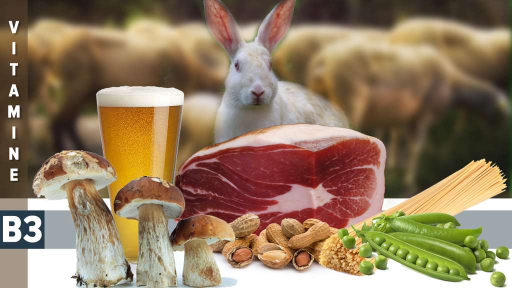 La vitamine B3, précurseur de coenzymes vitaux La vitamine B3, précurseur de coenzymes vitaux