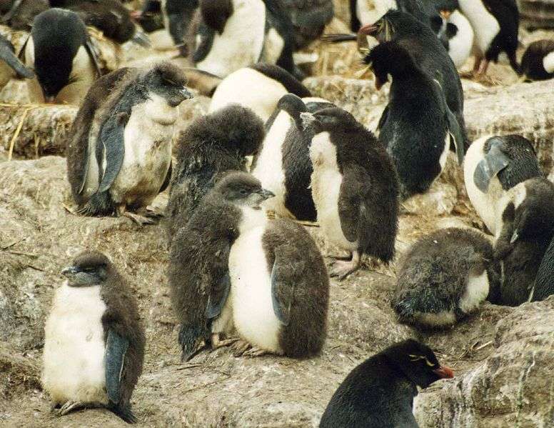 Halte-garderie de juvéniles. © Stan Shebs, GNU FDL Version 1.2 Halte-garderie de juvéniles. © Stan Shebs, GNU FDL Version 1.2