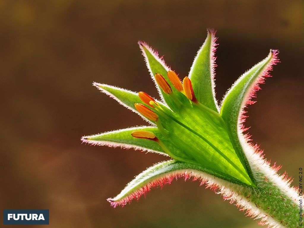 Fleur d'australie Anigozanthos manglesii