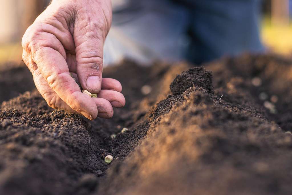 Les néonicotinoïdes sont des insecticides utilisés en enrobage de semences, c'est-à-dire que les semences achetées par les agriculteurs comportent une pellicule externe de néonicotinoïdes. Ils agissent en ciblant dans le cerveau les récepteurs nicotiniques de l’acétylcholine, ce qui provoque la paralysie de l'insecte puis sa mort. © Encierro, Adobe Stock