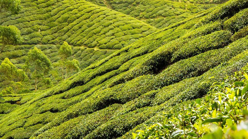 Paysage de plantation de thé