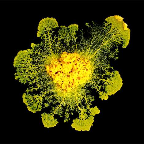 Un Physarum polycephalum d'une dizaine de centimètres de diamètre, qui a poussé au laboratoire sur un gel d'agar. Cet organisme n'est composé que d'une seule cellule et peut doubler de surface en une journée, fusionner avec un autre ou se fragmenter. © Audrey Dussutour, CNRS