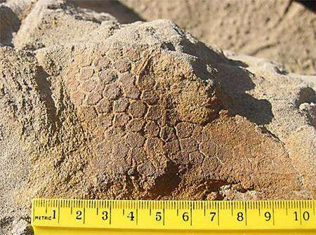 Partie du dinosaure momifié affleurant la roche et laissant apparaître la texture de la peau. Crédit université de Manchester.