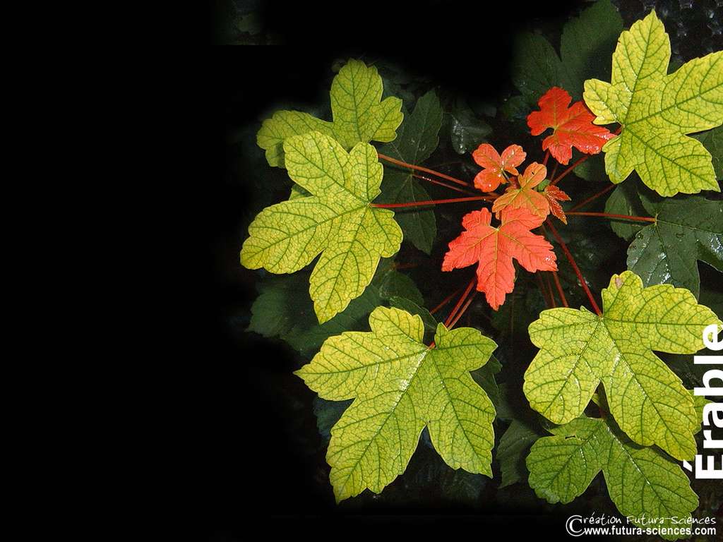 Feuilles d'érable Feuilles d'érable