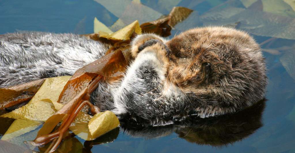 Parfois, les loutres de mer assurent aussi leur sommeil en s’empêtrant dans des algues. © Parus, Fotolia
