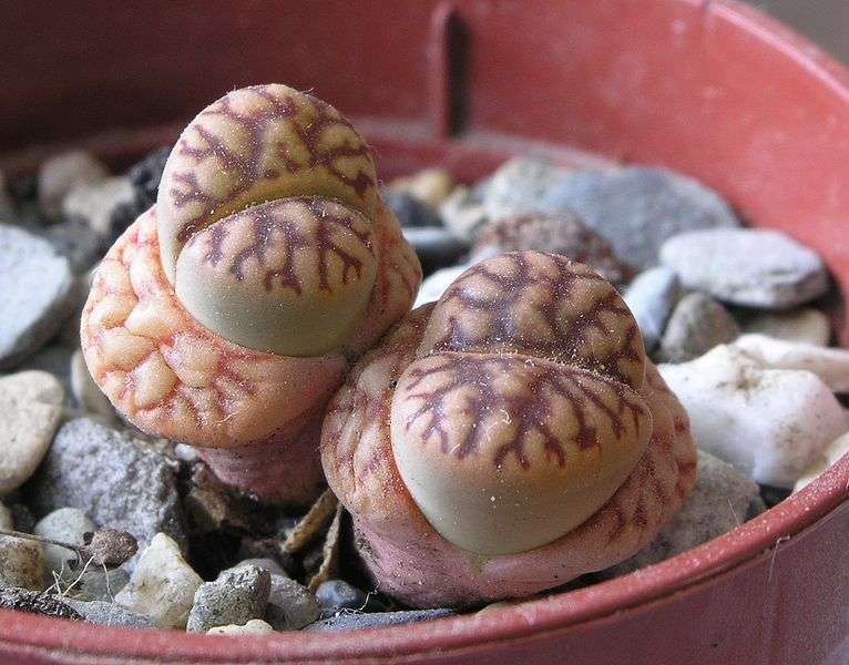 Lithops bromfieldii Lithops bromfieldii
