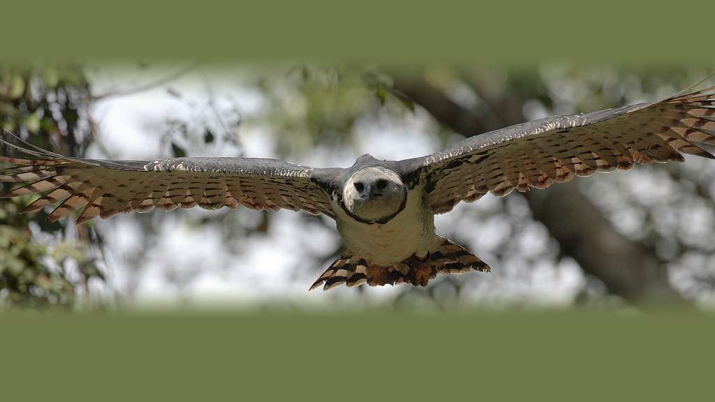 La harpie féroce, l’aigle mangeur de singes La harpie féroce, l’aigle mangeur de singes