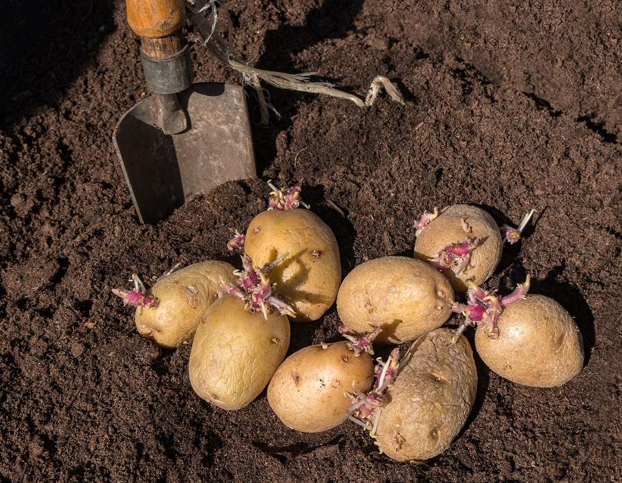 Tubercules de pommes de terre germés prêts pour la plantation au potager. © MiKa, Adobe Stock