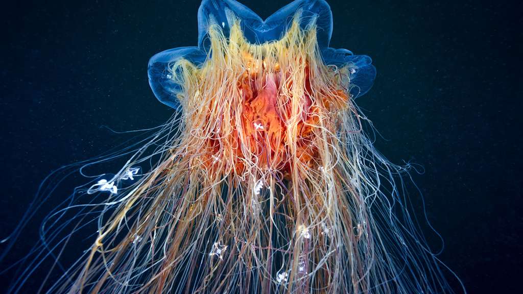 L'immense méduse à crinière de lion
