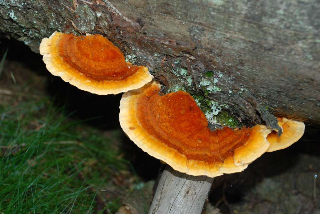 Polypore éclatant - Pycnoporellus fulgens Polypore éclatant - Pycnoporellus fulgens