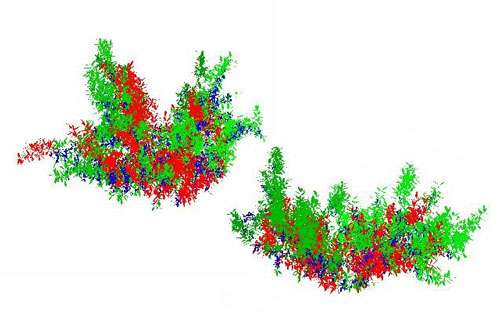 Images de plantes informatiques de pêchers A gauche : conduite en gobelet serré. A droite : conduite en double-Y étalé. Les niveaux de couleur permettent de distinguer les entités au sein de l'arbre, et de calculer l'éclairement à l'échelle des points de fructification.
