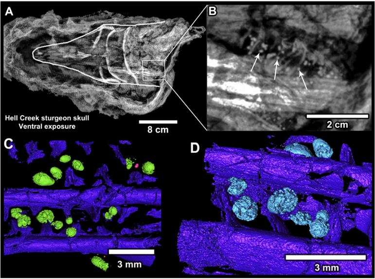 Fossiles de poissons comportant des sphérules de roches fondues au niveau de leurs branchies. © DePalma et al. 2019, Pnas, CC by 4.0
