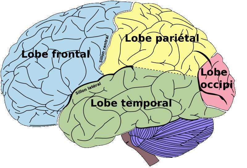 Le cortex auditif occupe une partie du lobe temporal, ici figuré en vert. Une seule anomalie pourrait bien expliquer la dyslexie. © Mysid, Wikipédia, DP