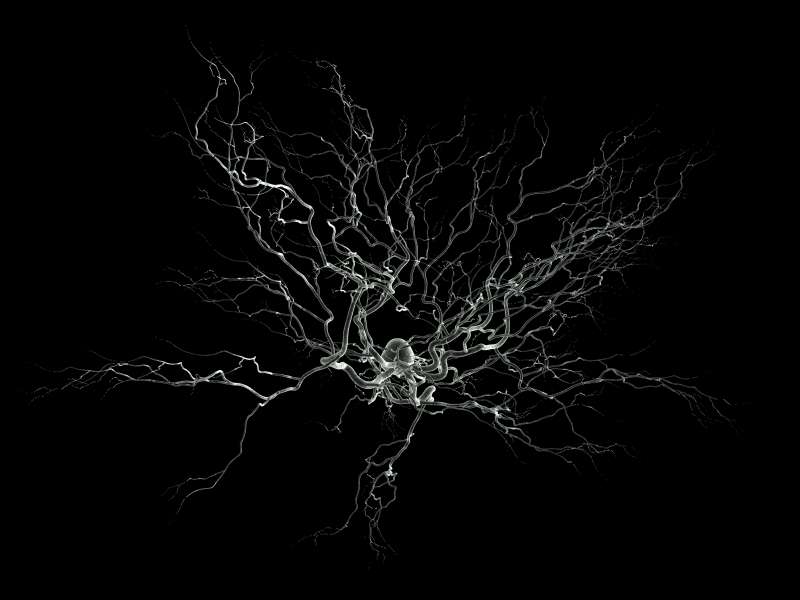 Vue d'artiste d'un neurone en microscopie électronique à balayage. Le cœur du neurone est au centre tandis que tous les filaments permettent les connexions avec les cellules alentour. © 2003 Nicolas P. Rougier, Wikipedia, GNU