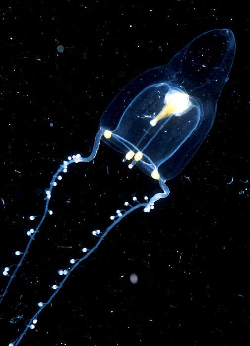 Zancleopsis, une créature des abysses de 3 cm Zancleopsis, une créature des abysses de 3 cm