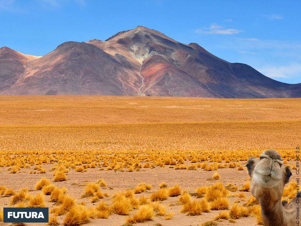 Désert de Bolivie