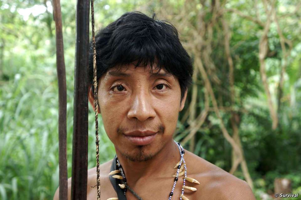 Selon l'ONG Survival, les Awá hésitent à aller chasser dans la forêt car ils craignent les attaques des bûcherons clandestins. © Survival