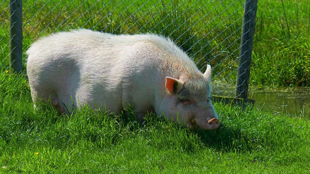 Le cochon vietnamien ou cochon ventru Le cochon vietnamien ou cochon ventru