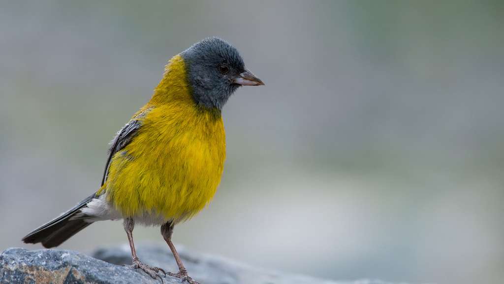 Phrygile à tête grise, un oiseau à cagoule Phrygile à tête grise, un oiseau à cagoule