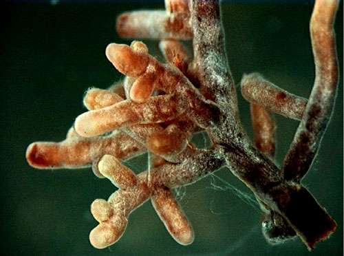 Sous le sol, le mycélium du champignon (ici, amanite tue-mouches) entoure les radicelles d'un arbre d'un manchon mycélien : c'est une ectomycorhize. © biomedcentral.com, CC by 2.5