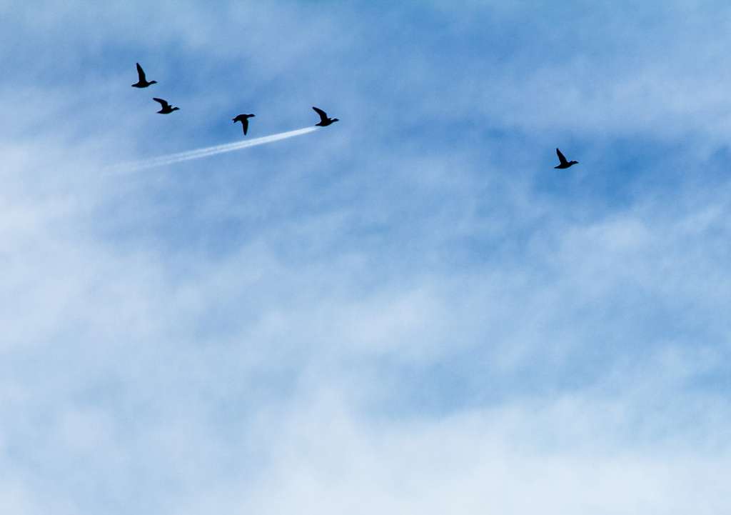 Animaux sauvages : découvrez les photos les plus drôles de l’année E974bfc3f9_117322_canard-avion