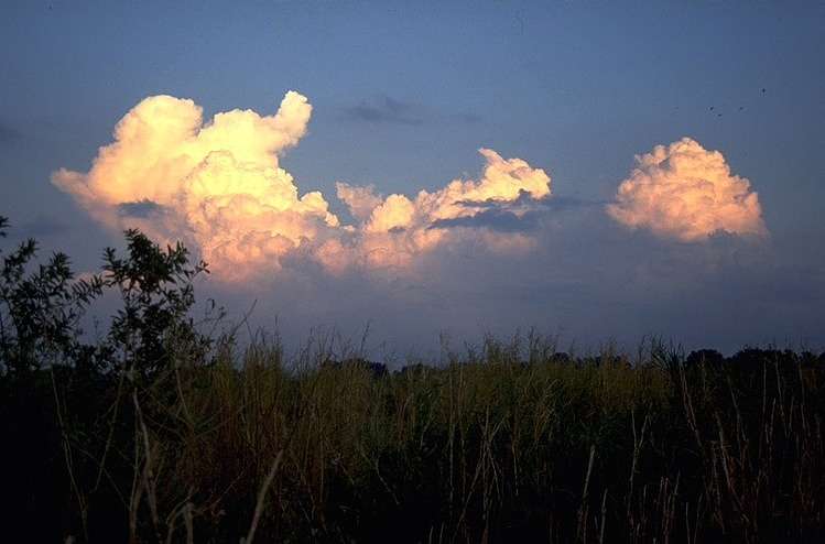 Nuages en forme de chou-fleur (cumulonimbus calvus et cumulus congestus) Nuages en forme de chou-fleur (cumulonimbus calvus et cumulus congestus)