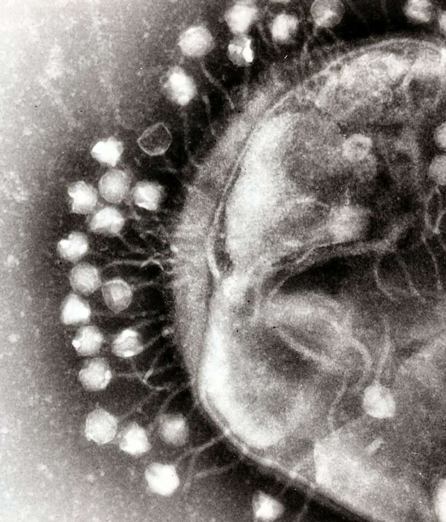 L'ADN simple brin de certains virus