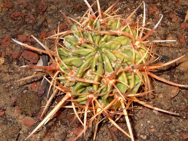 Echinopsis ferox Echinopsis ferox
