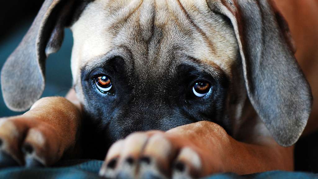 Le regard des chiens Le regard des chiens