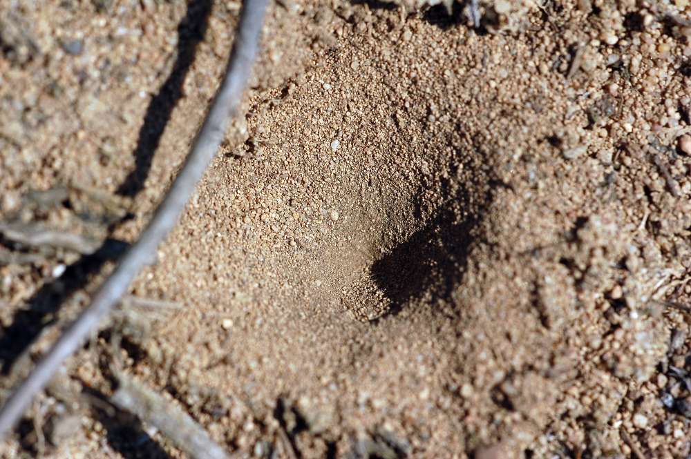 C’est ce genre de trous que les larves de fourmilion creusent pour piéger leurs proies. © Fritz Geller-Grimm, Wikipedia, CC by-sa 3.0