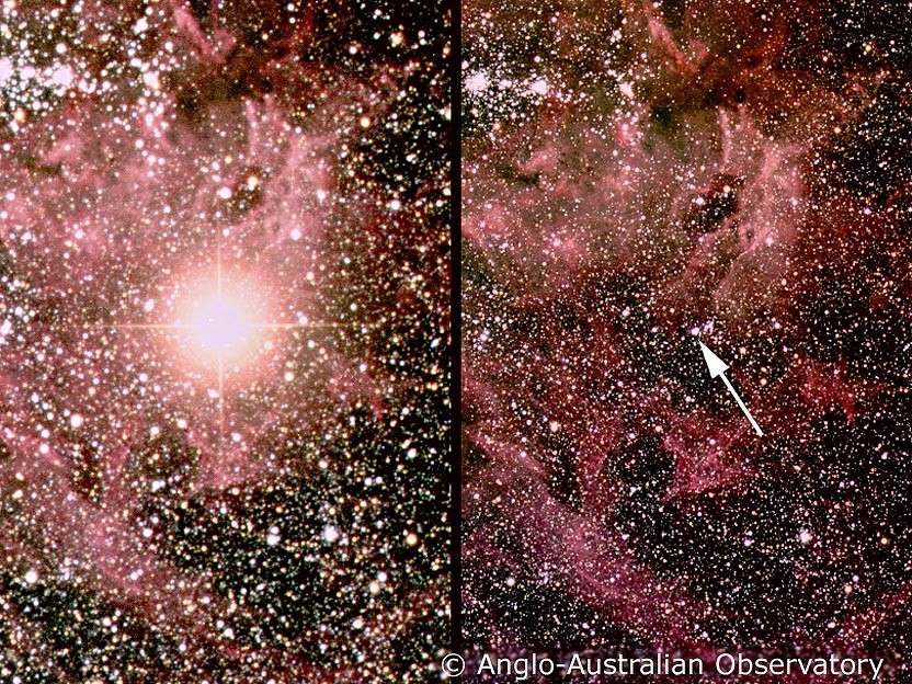 A gauche : le 24 février 1987, la supernova SN1987a brille de mille feux dans le Grand Nuage de Magellan. A droite : 24 heures plus tôt, un cliché de la même région pris dans le cadre d'un autre programme de recherche ne laisse rien présager du spectacle qui se prépare. Crédit Anglo-Australian Observatory
