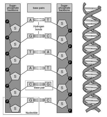 La structure des deux brins de la molécule d'ADN en double hélice. Crédit : Darryl Leja