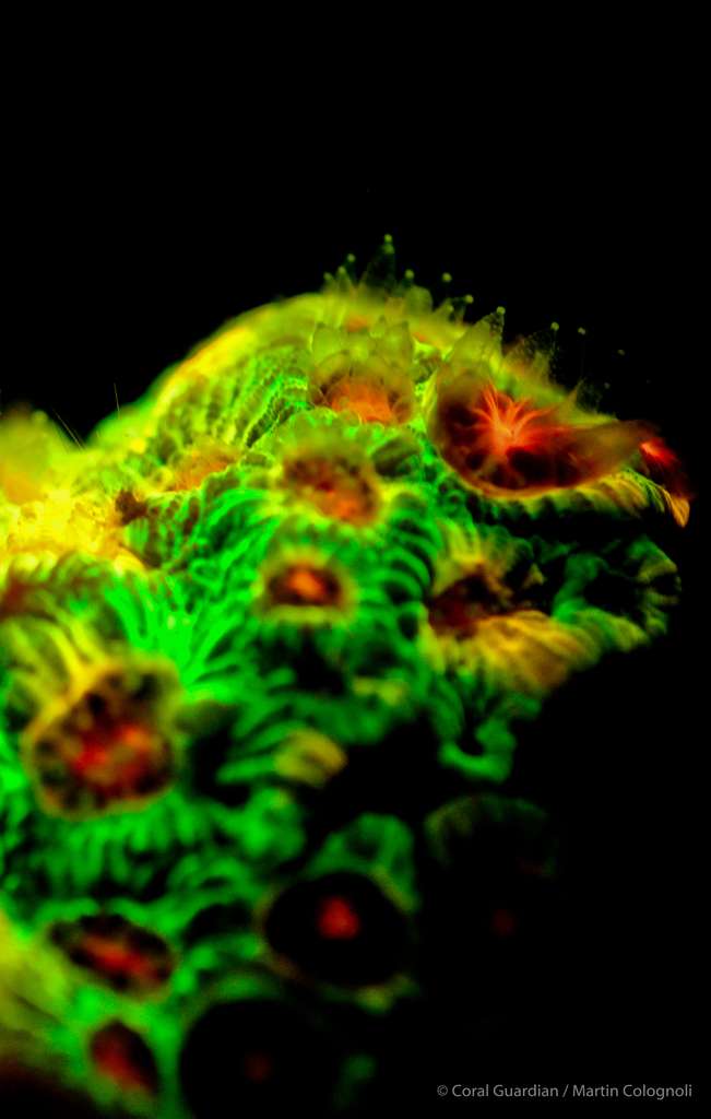 Favia-sp. est un corail dur à croissance lente vivant en colonie. © Martin Colognoli, Coral Guardian - Tous droits réservés, reproduction interdite