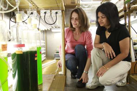Les cyanobactéries (vertes) cultivées dans un laboratoire en pleine lumière sont plus efficaces pour produire du biohydrogène. © Whitney Curtis, Université Washington à Saint-Louis
