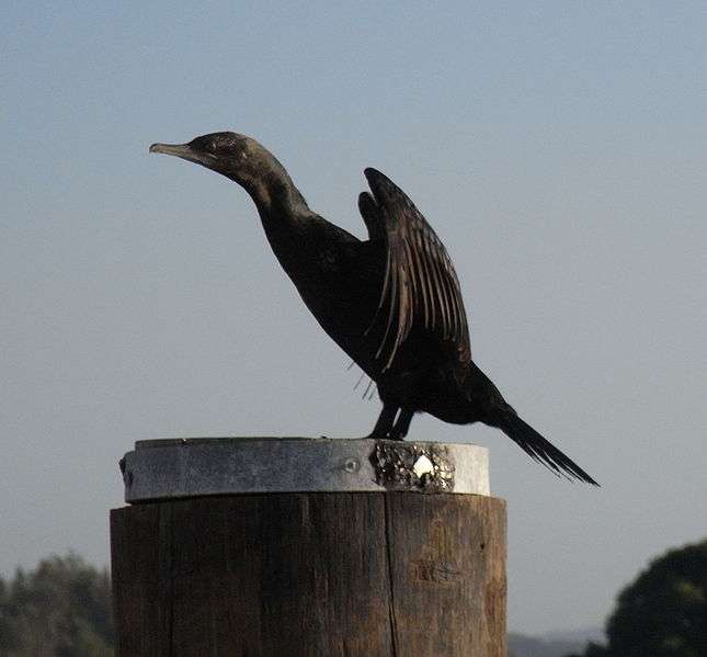 Cormoran noir étendant ses ailes. © Quartl, CC-by-SA 3.0