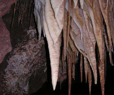 Les stalactites des cavernes Kartchner sont recouvertes par des écosystèmes complets et diversifiés composés de bactéries et d’archées, qui tirent leurs nutriments de l’eau de ruissellement. Elles participent également à la croissance des concrétions en précipitant de la calcite. © Bob Casavant, Arizona State Park Service