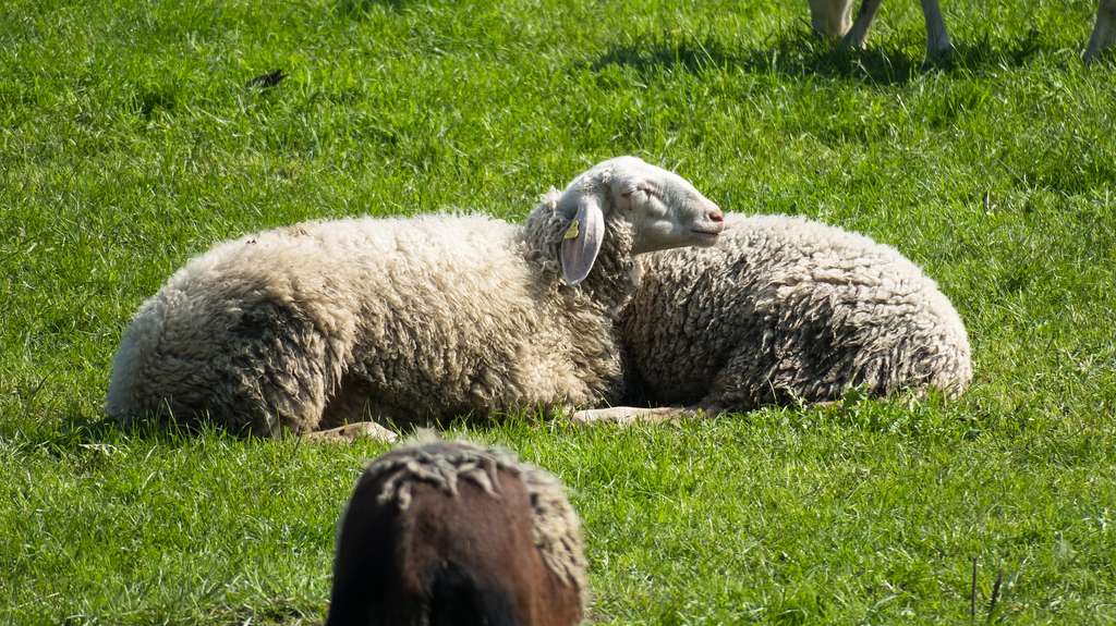 https://cdn.futura-sciences.com/buildsv6/images/mediumoriginal/e/a/7/ea73be1ba9_50164779_sheep-4152675-1920.jpg