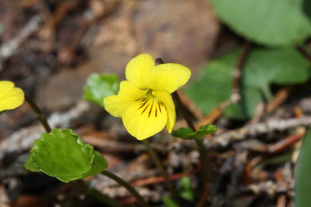 La petite fleur délicate Viola sempervirens. © W. Siegmund - cc by nc 3.0