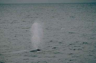 « Elle souffle ! » criait la vigie d'un navire baleinier lorsqu'il apercevait un cétacé. © NOAA, domaine public