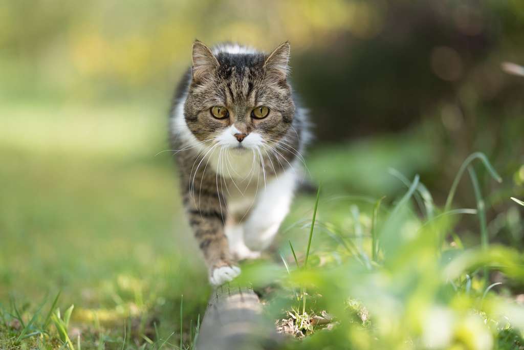 Video 7 Faits Interessants Sur Le Chat Video 7 Faits Interessants Sur Le Chat