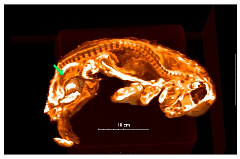 Image de microtomographie à rayons X de Sparta. La flèche verte désigne un organe ressemblant à un utérus et permettant donc de déterminer que le lionceau était une femelle. © Boeskorov et al., 2021