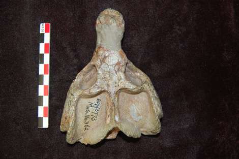Crâne du thérapside cynodonte Diademodon sp. provenant du Trias moyen d’Afrique du Sud. © Kévin Rey