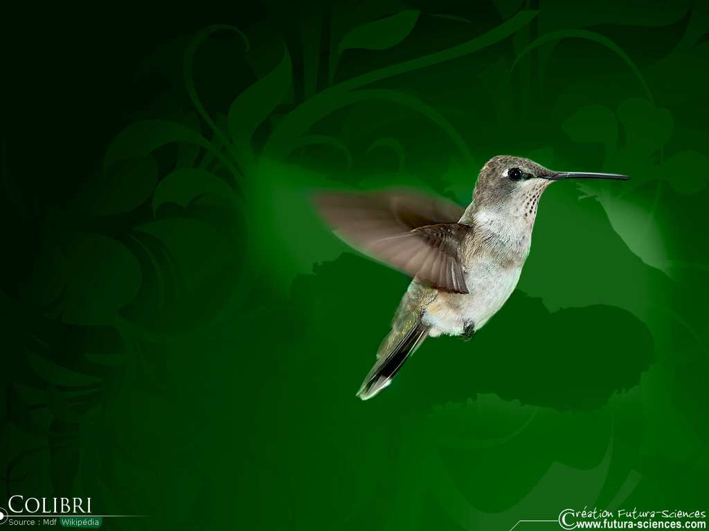 Colibri Colibri