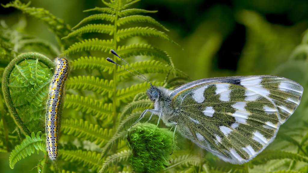 Photo Le Marbre De Fabricus Et Ses Belles Nuances De Vert